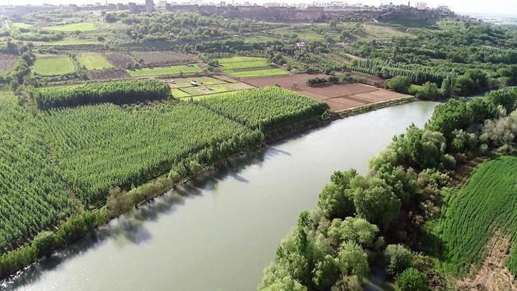 Dicle Nehrinde 3 balık türü tehlikede Toplu balık ölümlerini görebiliriz