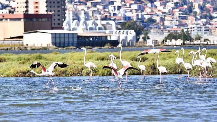 Sessiz tekneyle flamingo yolu