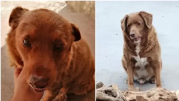 Gelmiş geçmiş en yaşlı köpek rekoru Portekizde yaşayan 30 yaşındaki Bobi tarafından kırıldı