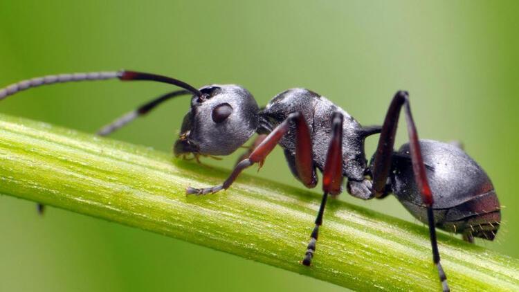 Dünyanın konuştuğu araştırma: Kanseri koklayabilen karıncalar