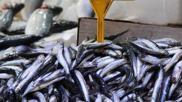 Balık azaldı, ilgi çoğaldı