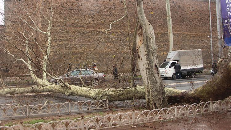 Dolmabahçede çınar ağacı devrildi, cadde trafiğe kapatıldı