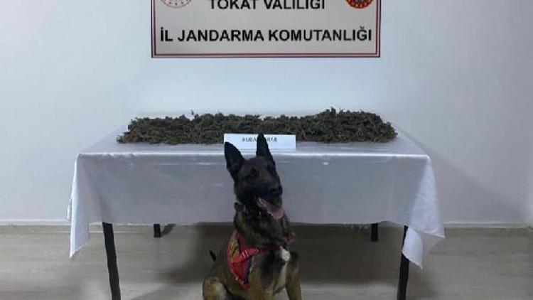 Niksarda 1 kilo 180 gram kubar esrar ele geçirildi