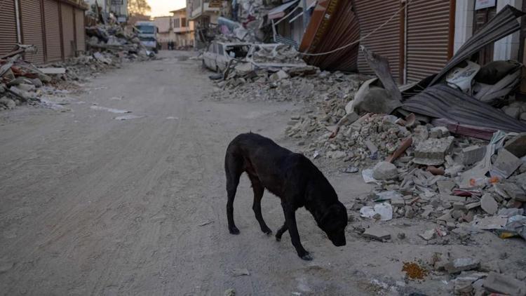 Can dostlarımız köpekleri deprem konusunda eğitebilir miyiz