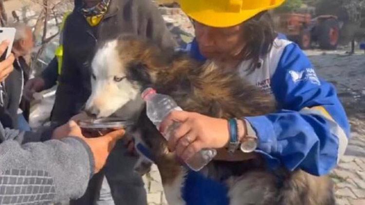 Dünya 23 gün sonra enkazdan canlı çıkarılan Aleks isimli köpeği konuşuyor: Gerçekten bir mucize