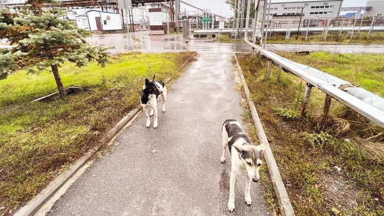 Çernobil’in köpekleri... Nükleer faciada nasıl hayatta kaldılar