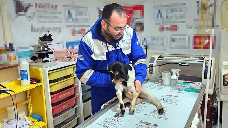 Hatayda enkazdan çıkarılan hayvanlar Osmaniye’de tedaviye alındı