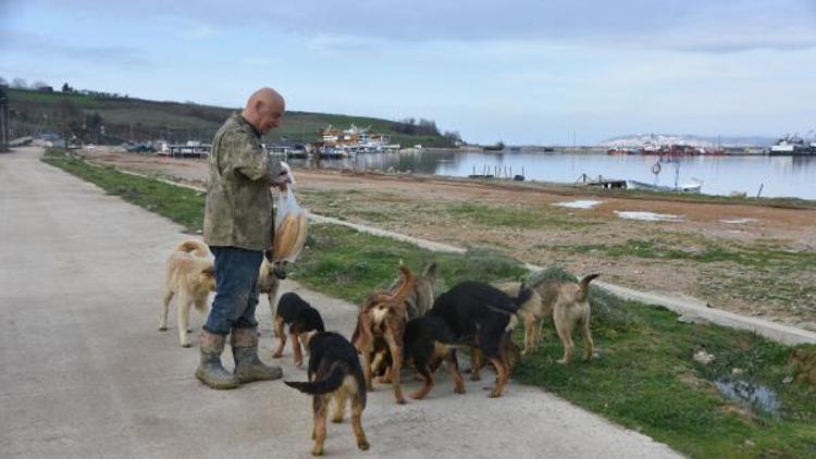 Sinopta limanda bulunan sokak hayvanlarına yardım çağrısı