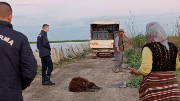 Otlaktan dönen 25 koyun yolda bir bir öldü