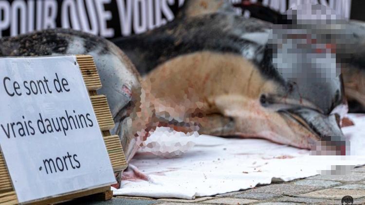 Fransada mahkemeden yunusları korumak için avlanma yasağı kararı