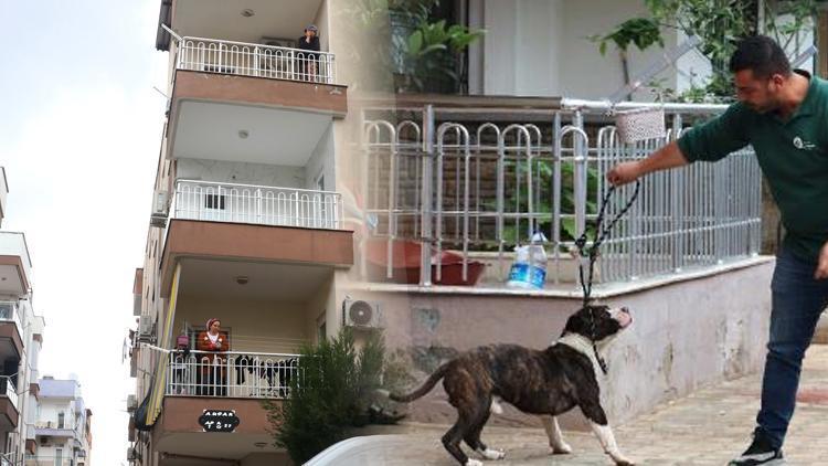 Antalyada pitbull paniği Binada 4 saat esir kaldılar