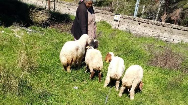 Kaybolan koyunlar, jandarma ekiplerince bulunup sahibine teslim edildi