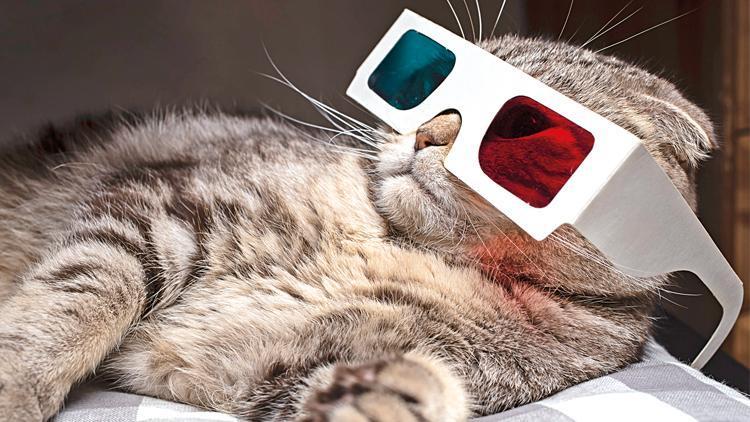 Kedi videoları enerjiyi tüketti
