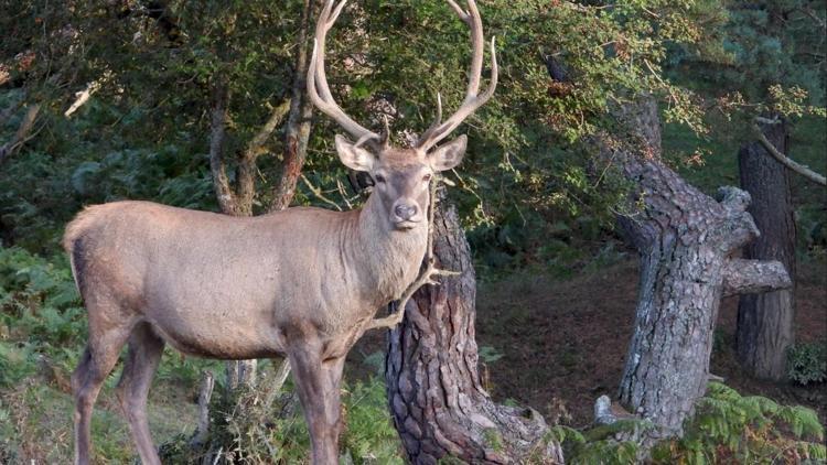 Samsunda 16 yılda 91 kızıl geyik üretilip, doğaya salındı
