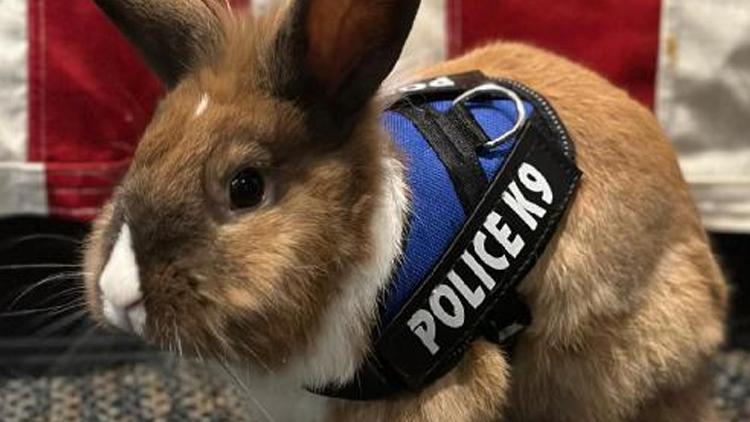 Sosyal medyanın yeni gözdesi: Tavşan polis
