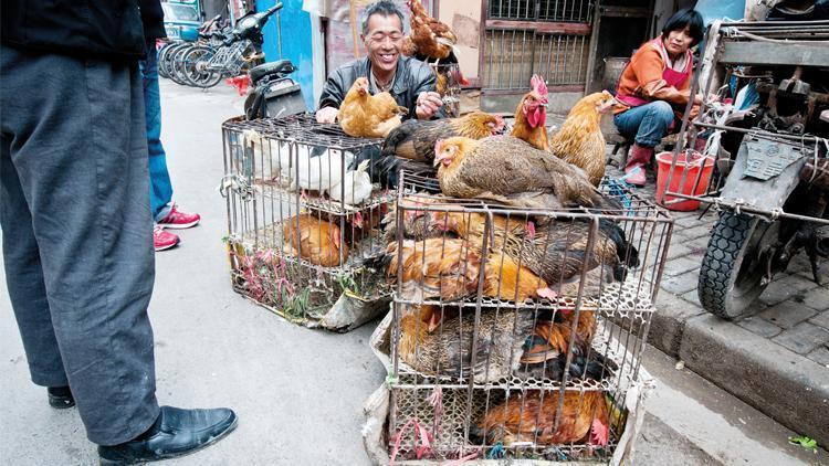 DSÖ’ye bilgi verdi: Çin’de bu kez kuş gribi can aldı
