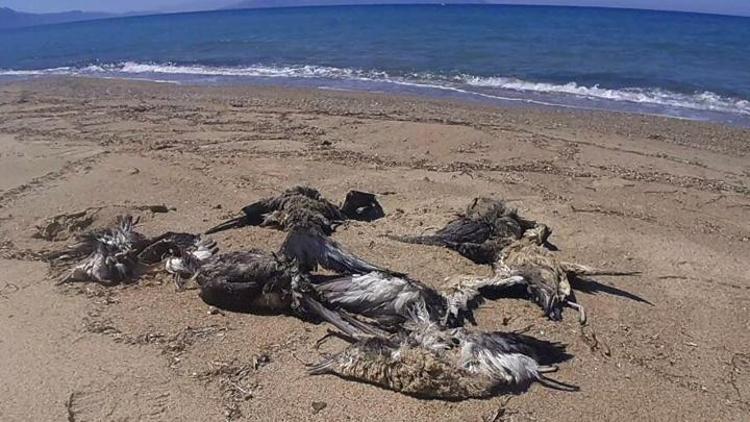 Kuşadası Sahilinde 24 yelkovan kuşu ölü bulundu