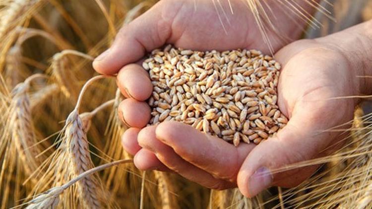 Polonya ve Macaristan’ın ardından Slovakya da Ukrayna tahıl ithalatını durdurdu