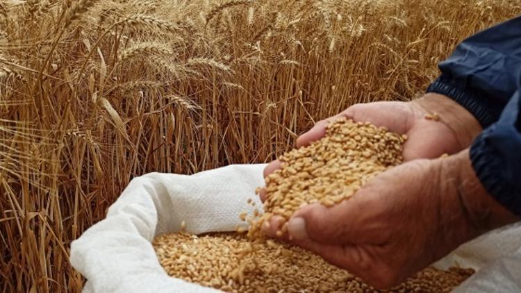 Bulgaristan, Ukraynadan tahıl ithalatını yasakladı