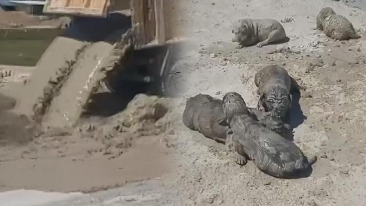 Üzerlerine beton atık suyu dökülen 5 yavru köpekten 3ü öldü