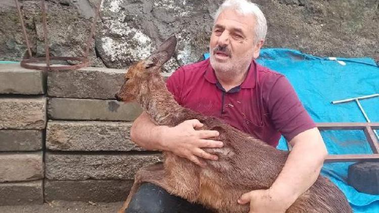 Derede mahsur kalan karacayı kurtarma kamerada