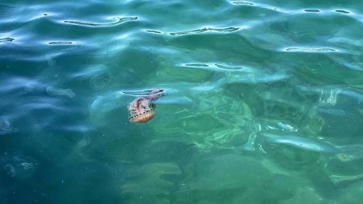 Çanakkale Boğazında zehirli tehlike: Pusula denizanası