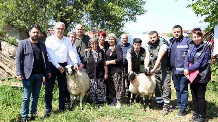 Sürüsü telef olan kadın üreticiye 2 koyun ve 1 koç desteği