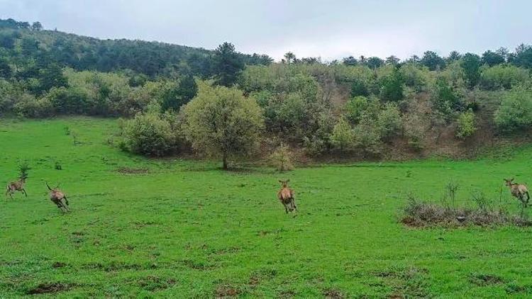 Çorumda doğaya 4 kızıl geyik salındı