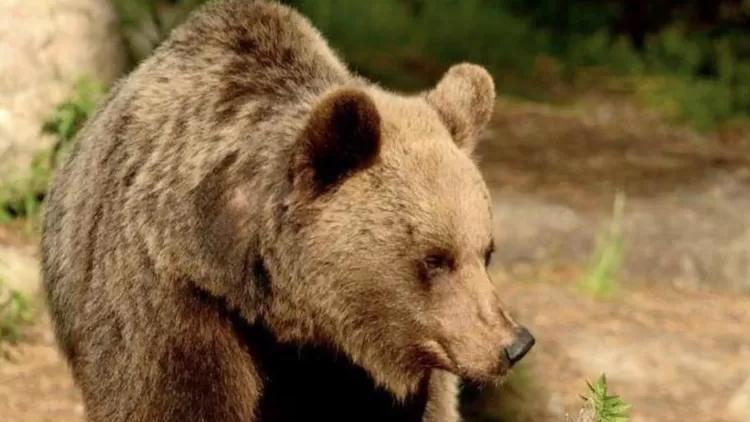 İtalya’da koşucuyu öldüren ayı hakkındaki itlaf kararı durduruldu