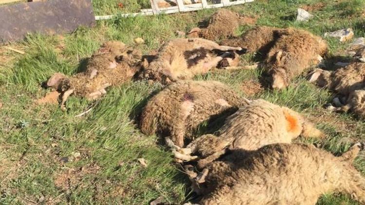 Sokak köpekleri koyunlarını telef etti belediye yetkilileri akıl almaz cevap verdi