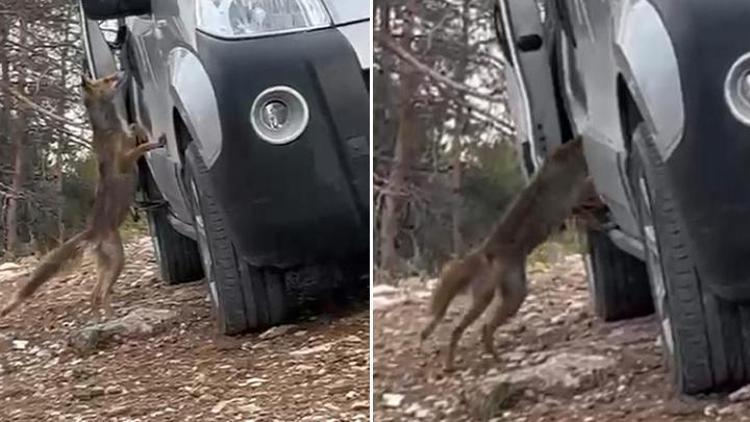 Aracından kapağı alan tilkiye börek verdi