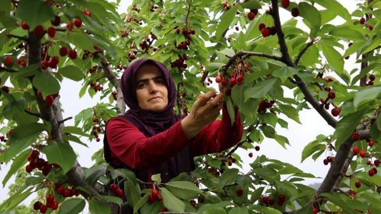 Devlet desteğiyle 12 dönüm araziye kurduğu bahçeden 7 ton kiraz elde etti