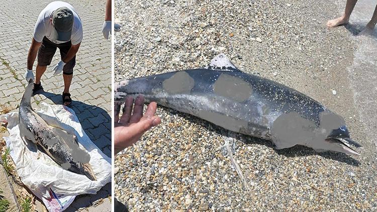 Kuşadasında üzücü görüntü Son bir haftada 6 ölü yunus sahile vurdu
