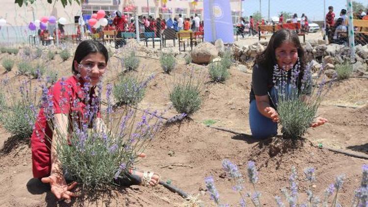 Şırnak’ta köy okulunda lavanta festivali