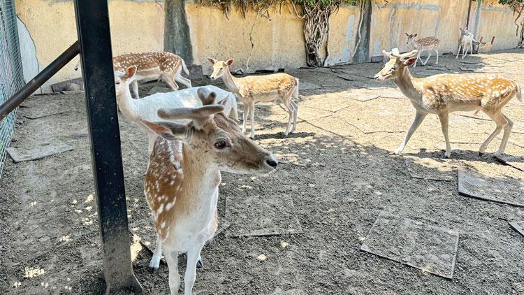 Villada korsan hayvanat bahçesi: 12 geyik ile 6 tavus kuşu kurtarıldı