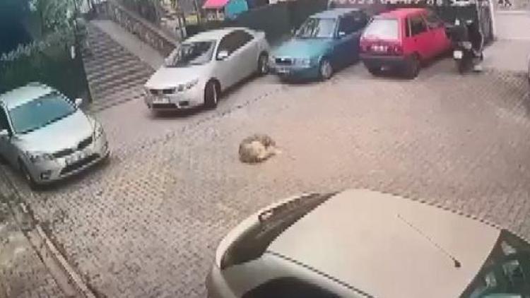 Kartalda tepki çeken görüntü: Otomobilin ezdiği köpek öldü