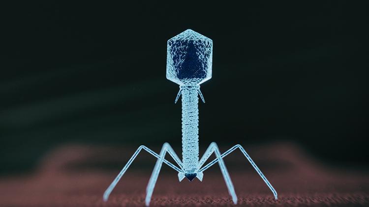 Koronavirüsün faydalı küçük kuzeni geleceğin tedavisi mi İnsanlığın yeni umudu: Bakteriyofaj