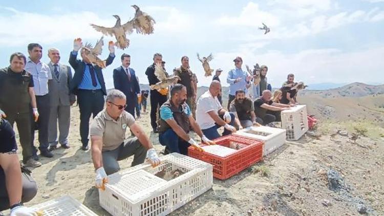 Tunceli’de süne ve kımıla karşı 600 kınalı keklik doğaya salındı