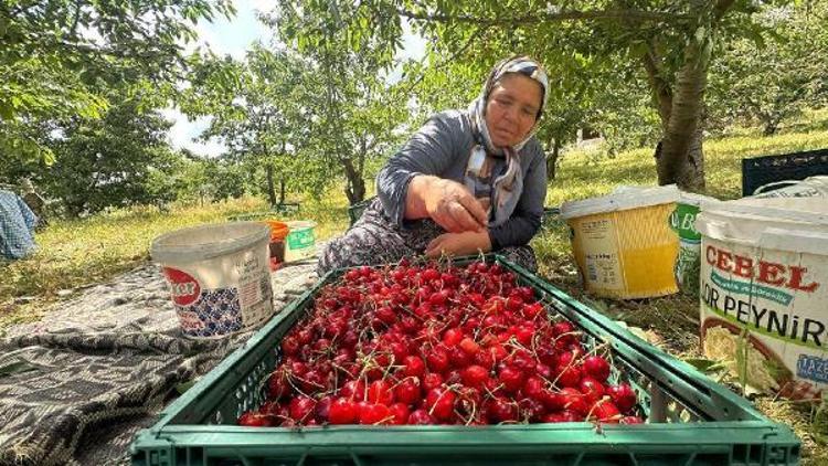 Osmaniye’de kiraz hasadı başladı