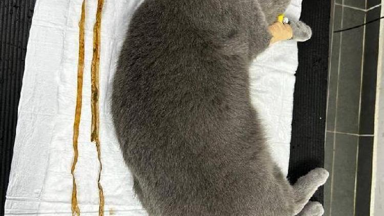 Kedinin yuttuğu 1.5 metrelik kurdele endoskopiyle çıkarıldı