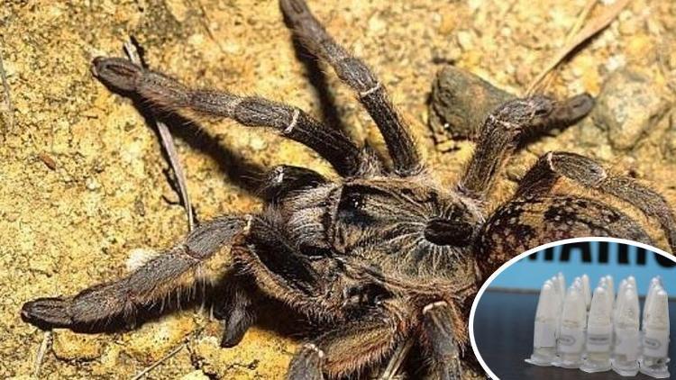 Kargo paketinde cam tüpler içinde 76 tarantula ele geçirildi