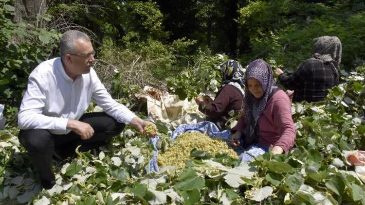 Karacabey’in dünyaca ünlü ıhlamur ormanlarında hasat başladı