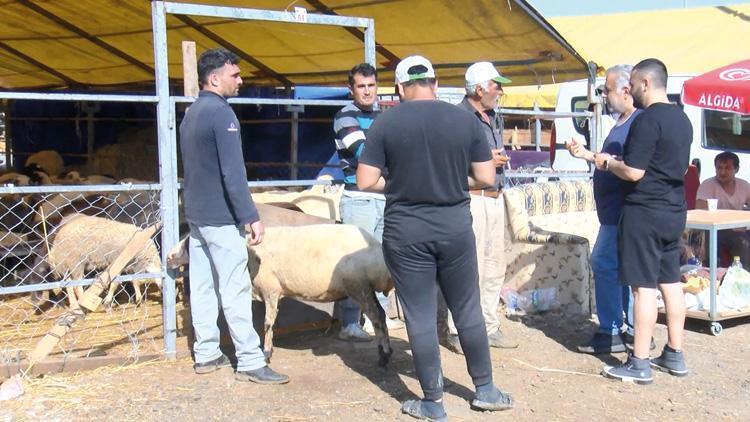 Kurbanlıkta bayram pazarlığı Geri götürmek istemeyen besici yüzde 25-30 fiyat düşürdü