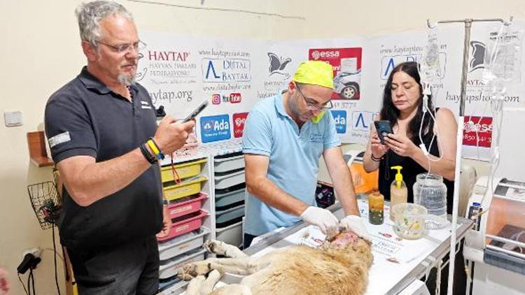 Almanya’dan depremzede sokak hayvanları için geldiler