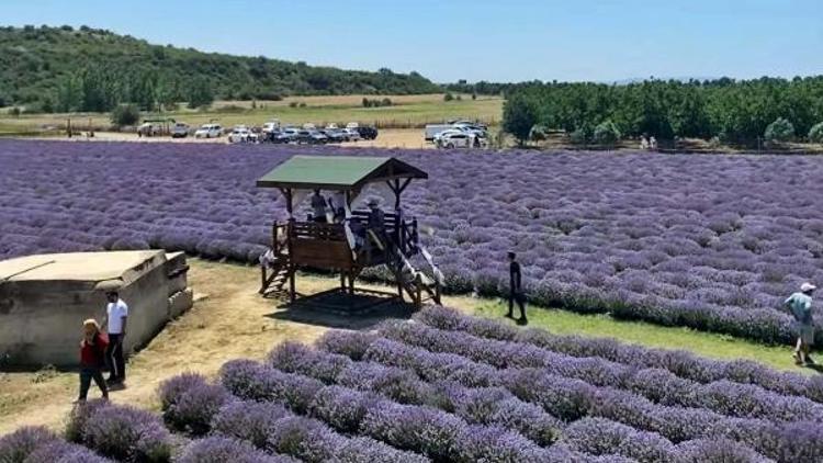 Geliboluda Lavanta Festivali düzenlendi