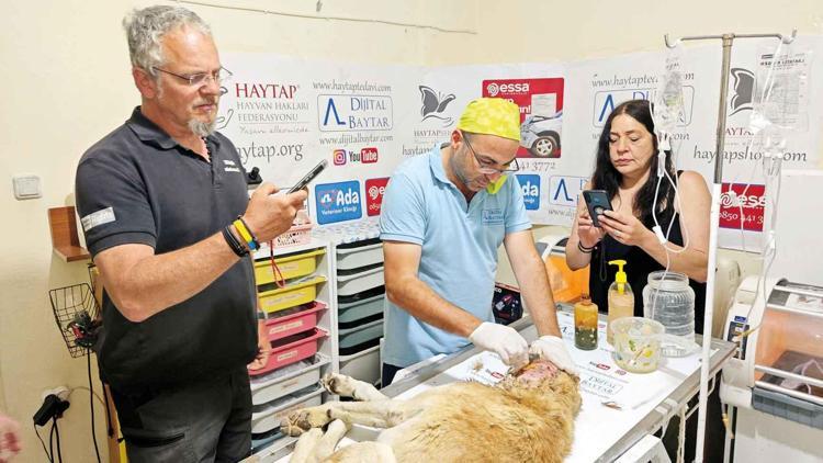 Almanya’dan geldiler yaralı patilere deva olacaklar