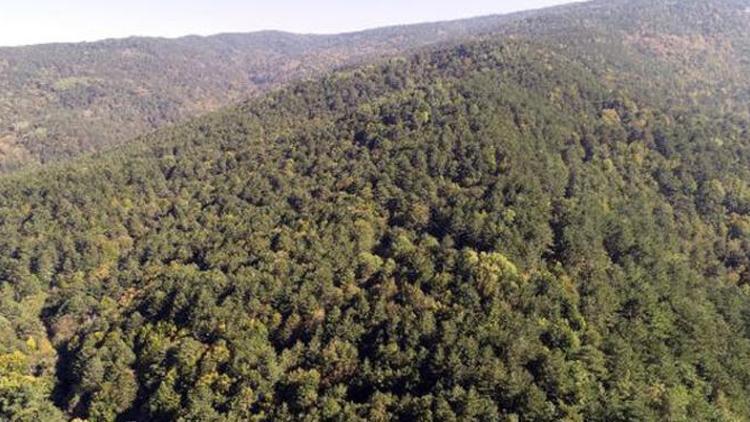 Ankara Valiliği duyurdu: Ormanlık alanlara girişler yasaklandı