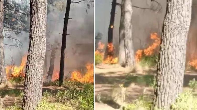 Sultangazide orman yangını