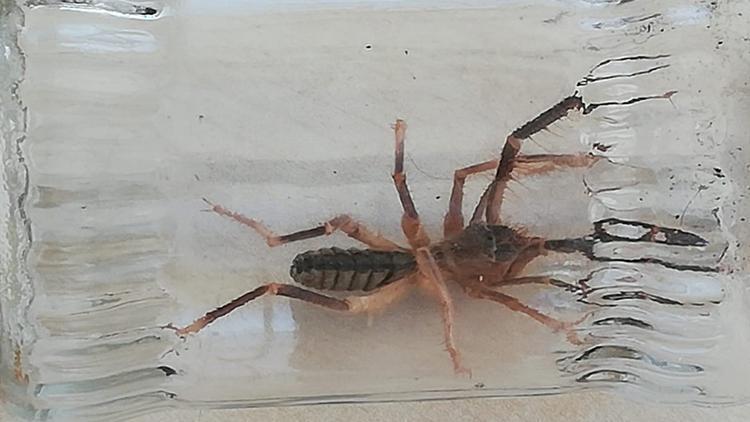 Sarıkız örümceği paniği Havalar ısınınca ortaya çıktı