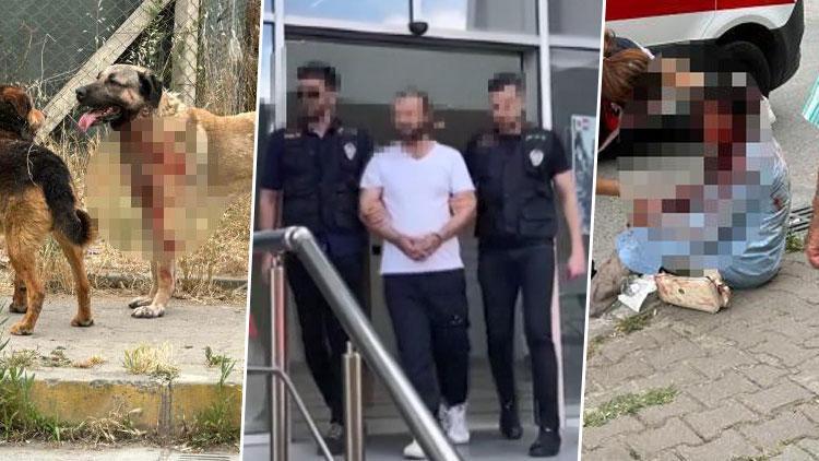 Ataşehirde yolda yürüyen kadına saldıran köpeğin sahibi tutuklandı